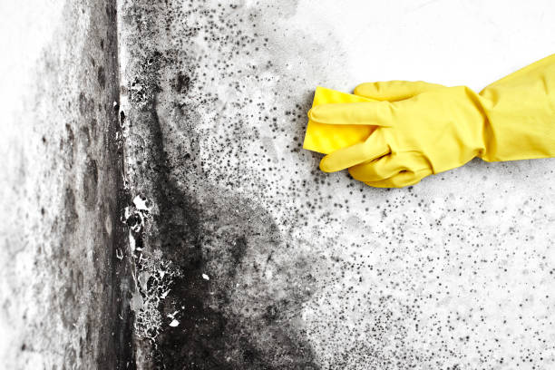 Best Commercial Mold Removal  in Genoa, AR