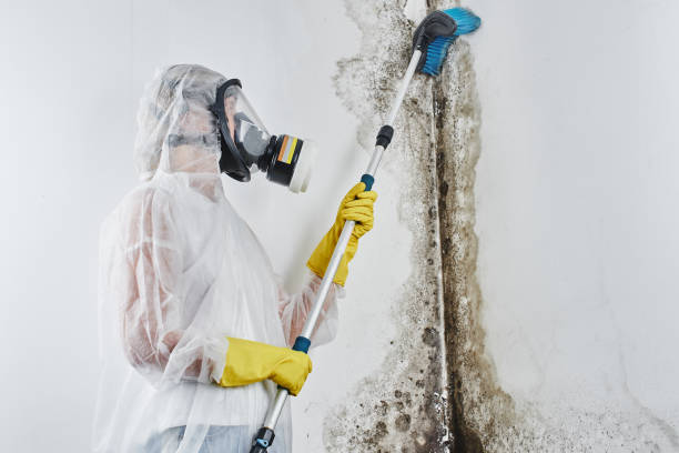 Best Mold Remediation  in Genoa, AR