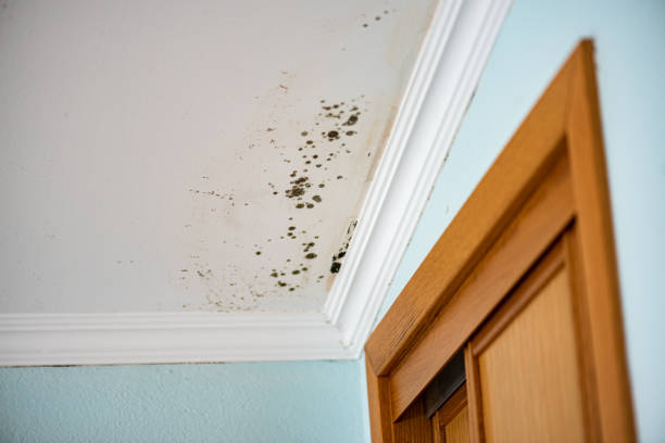 Attic Mold Removal in Genoa, AR