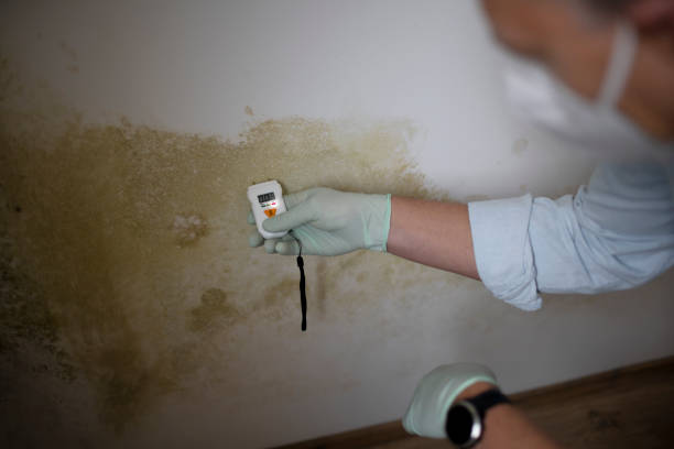 Best Certified Mold Removal  in Genoa, AR