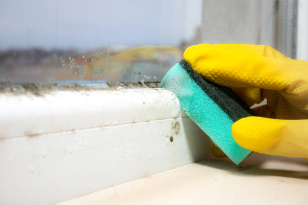 Office Mold Removal Services in Genoa, AR