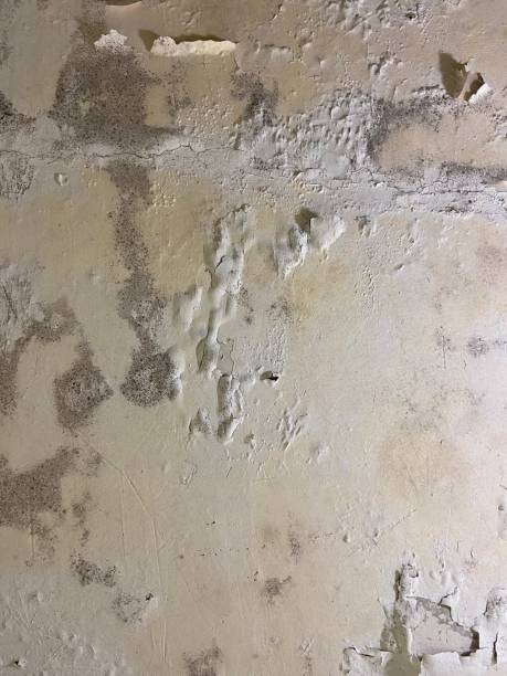 Best Attic Mold Removal  in Genoa, AR