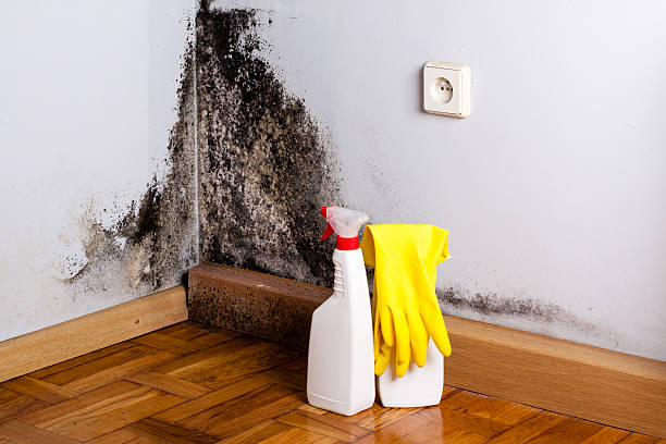 Best Local Mold Removal Service  in Genoa, AR