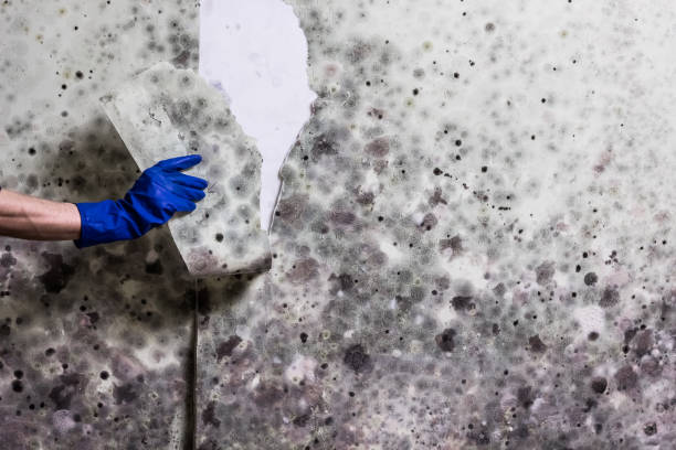 Best Attic Mold Removal  in Genoa, AR
