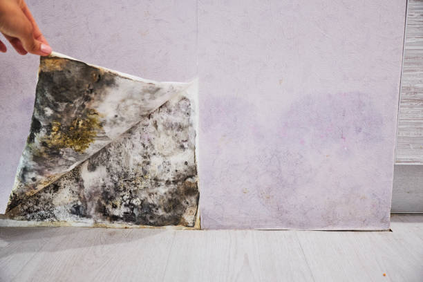 Best Best Mold Removal Companies  in Genoa, AR
